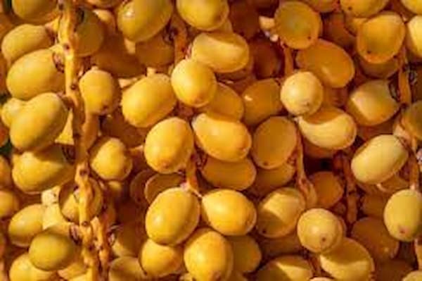 تصویر 2 از خرید جدیدترین انواع خرما خارک زرد